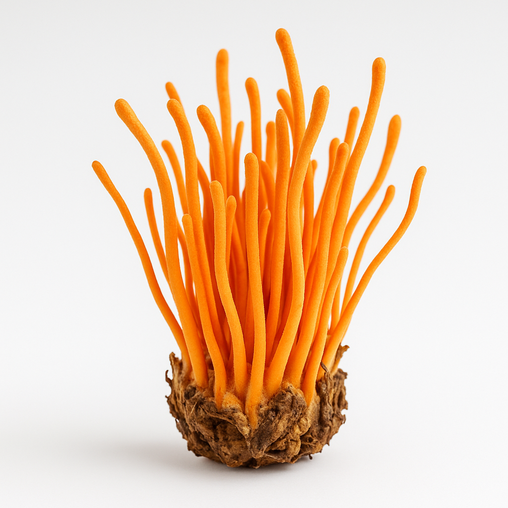 Cordyceps mushroom